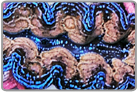 Crocea Clam